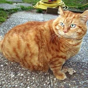 Meet your Posher, Shon